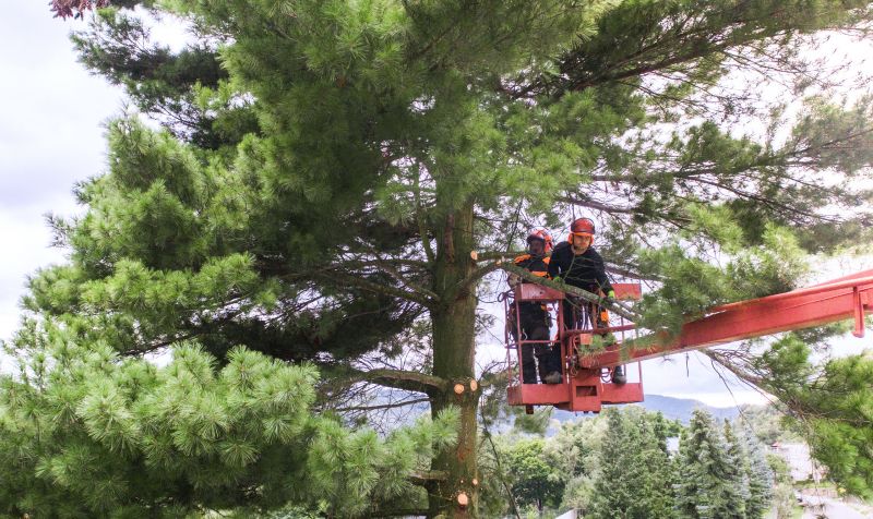 Local Pine Needle Removal pros at work
