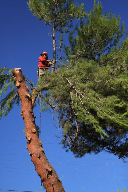 spade pine needle removal