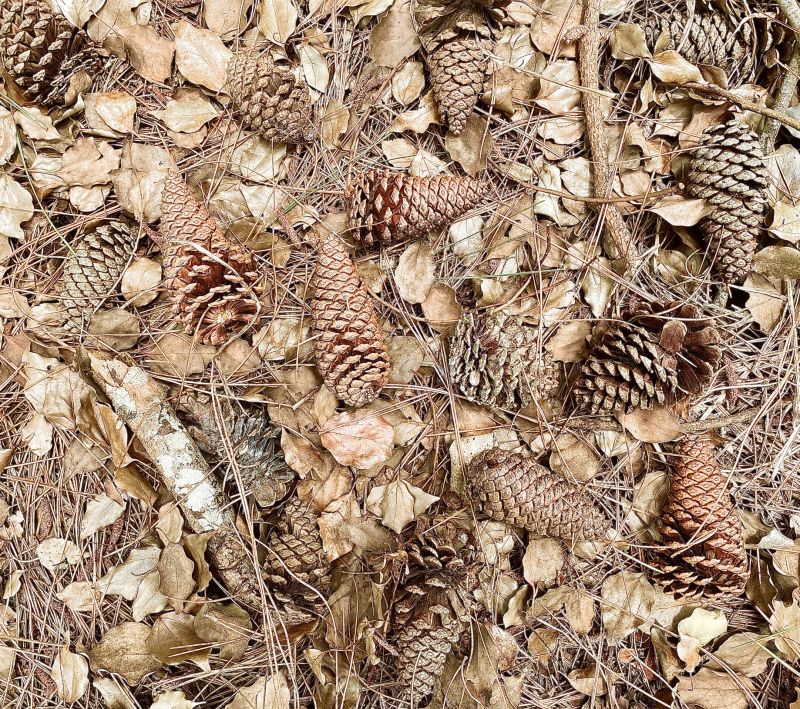 Needle Accumulation Level