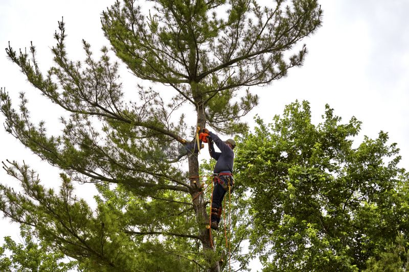 Spade Pine Needle Removal
