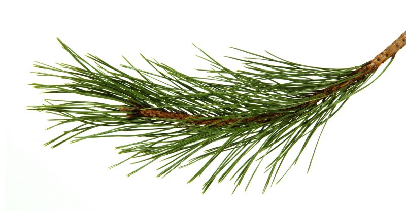 Pine Needle Removal